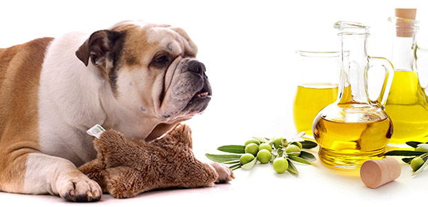 Ist Olivenöl gut für Hunde? Der Deutsche Boxer