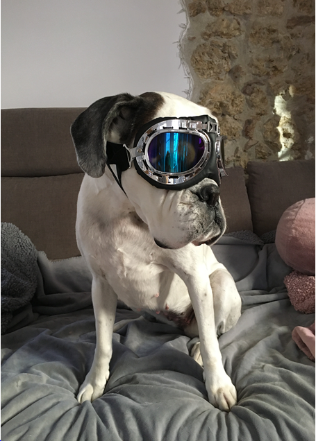 Pilotenbrille Hund
