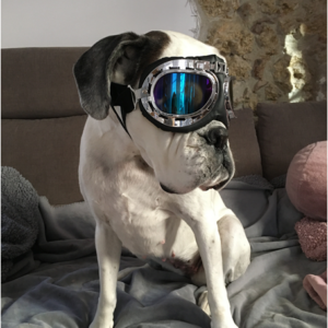Pilotenbrille Hund